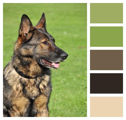 Working Dog German Shepherd Shepherd Image